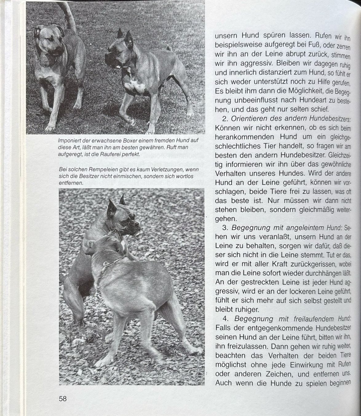 Libri: Deutscher Boxer – Nuovo (secondo la descrizione) da Sarnen venduto da Livres 6