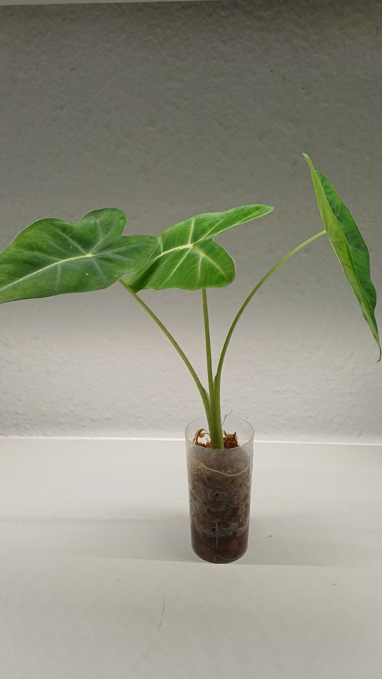 Plantes & graines: Alicasia – D'occasion à Bern par uwi_8t7x 1