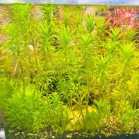Pogostemon helferi & Rotala H'Ra (22 Stängel)