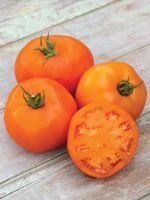 30 Samen AMANA ORANGE Tomate