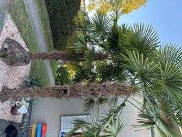 2 Hanfpalme Chamaerops excelsa guter Zustand