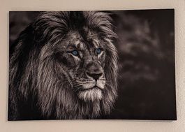 Löwe/Tiger Leinwand in Kombi abzugeben