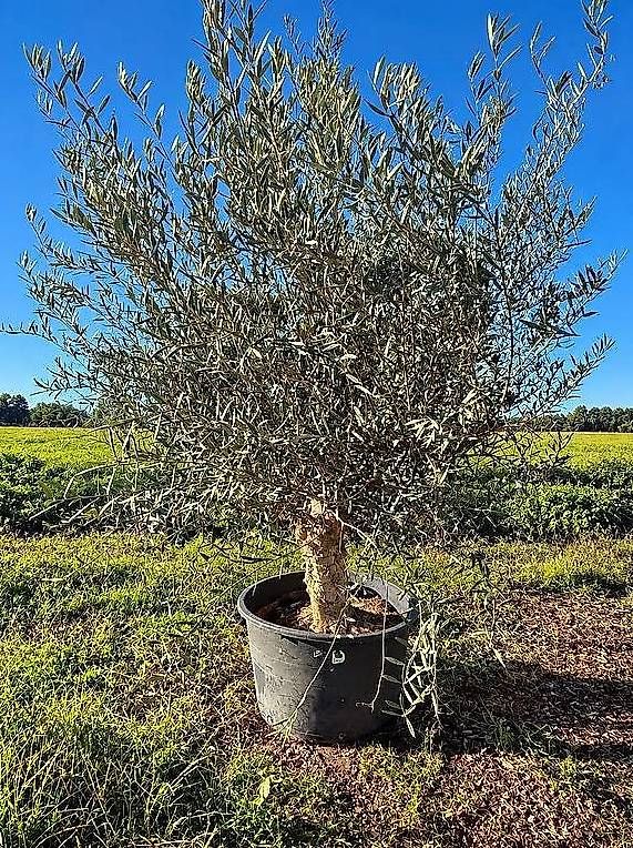 Piante & sementi: Aktion Olivenbaum Nr. 1 "Winterhart"  – Nuovo e nell'imballaggio originale da Zuckenriet venduto da Thur_Plant 3