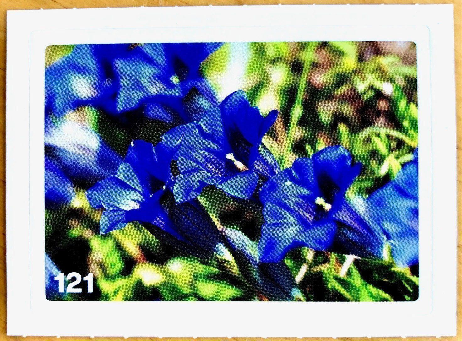 Migros Carte collezionabili: Migros Nature Detectives - Bild Nr. 121 – Nuovo (secondo la descrizione) da Oberrieden venduto da Zimmerberg10