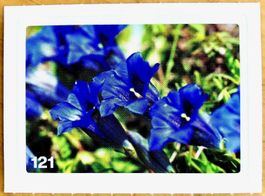 Migros Nature Detectives - Bild Nr. 121