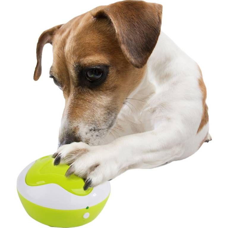 Jouets: AFP Interaktiv - Dog Interpreter – D'occasion à Lyss par Zooroco 2