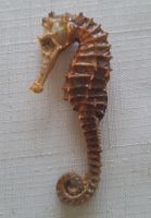 Seltenes getrocknetes Seepferdchen - Sammlerstück!