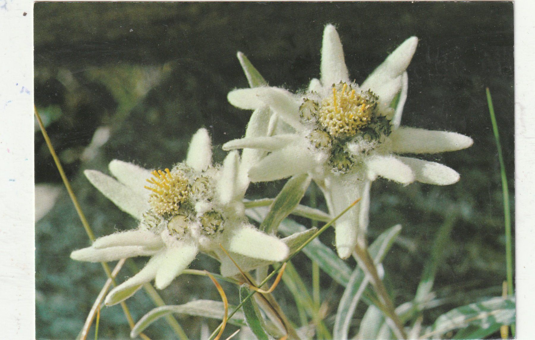 Ansichtskarten: 10 Blumenkarten – Gebraucht aus Lumbrein von made02 4