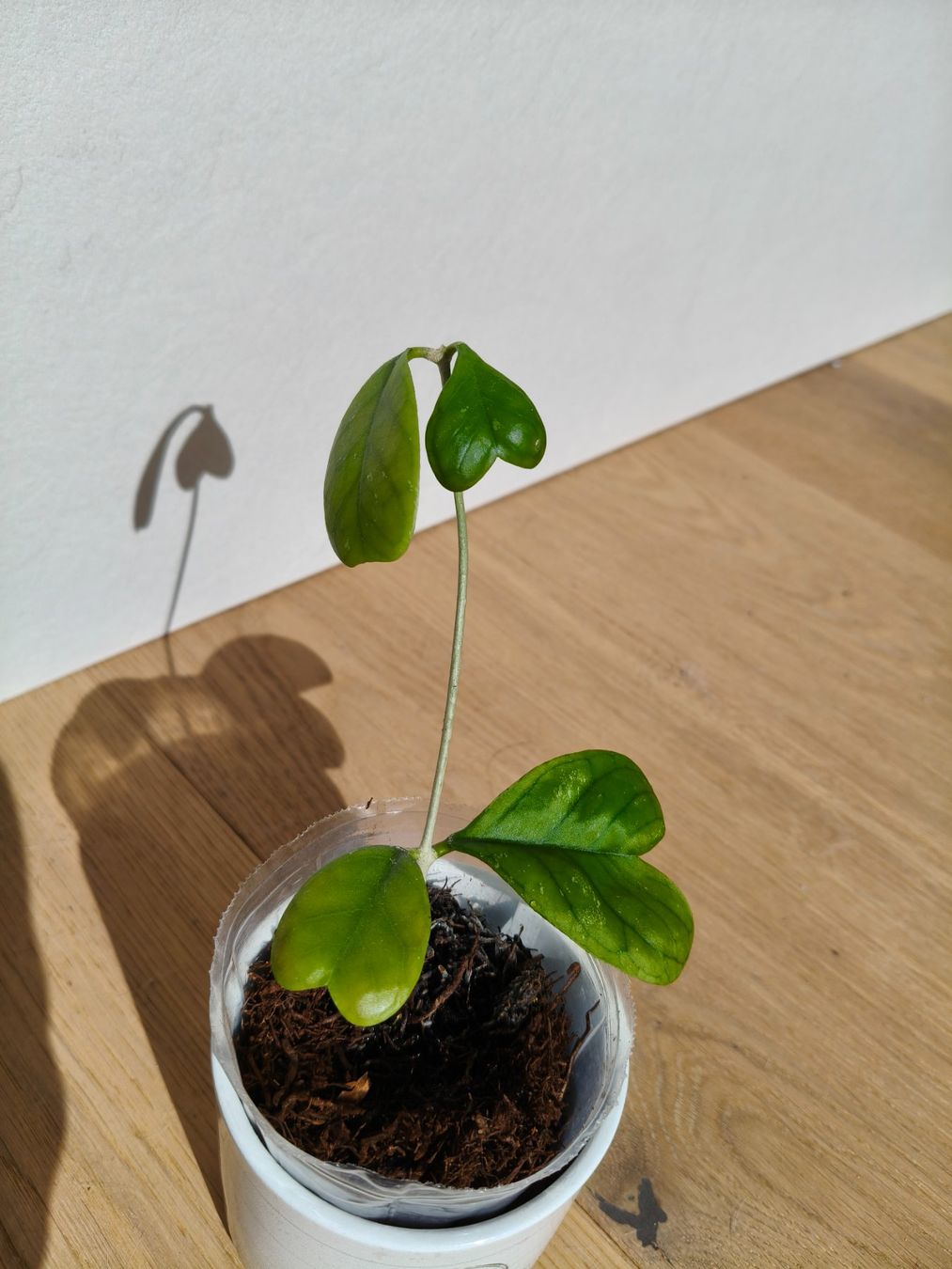 Piante & sementi: Hoya Daykeae – Usato da Chamoson venduto da Yuriyaa 1