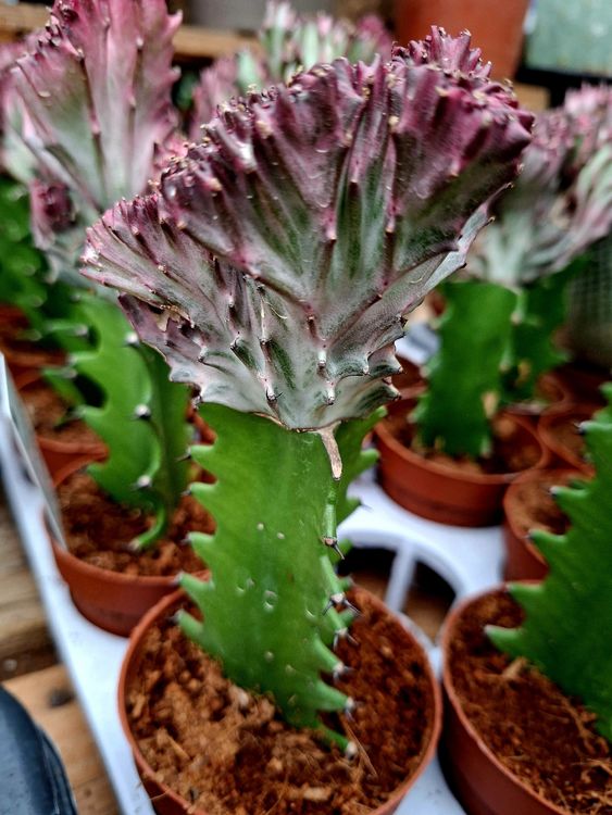 EUPHORBIA LACTEA CRISTATA-15 cm hoher seltene Kaktus (Neu und  originalverpackt) in Rovio fr CHF 39  mit Lieferung auf Ricardo kaufen