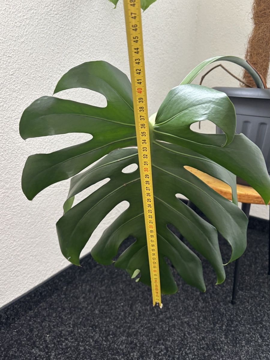 Pflanzen & Samen: Monstera – Gebraucht aus Winterthur von Karl0235 1