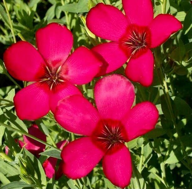 Piante & sementi: 30 Samen  Grossblumiger Lein RUBRUM ROT – Nuovo e nell'imballaggio originale da Rovio venduto da POSITIFFARTandPLANTS 2