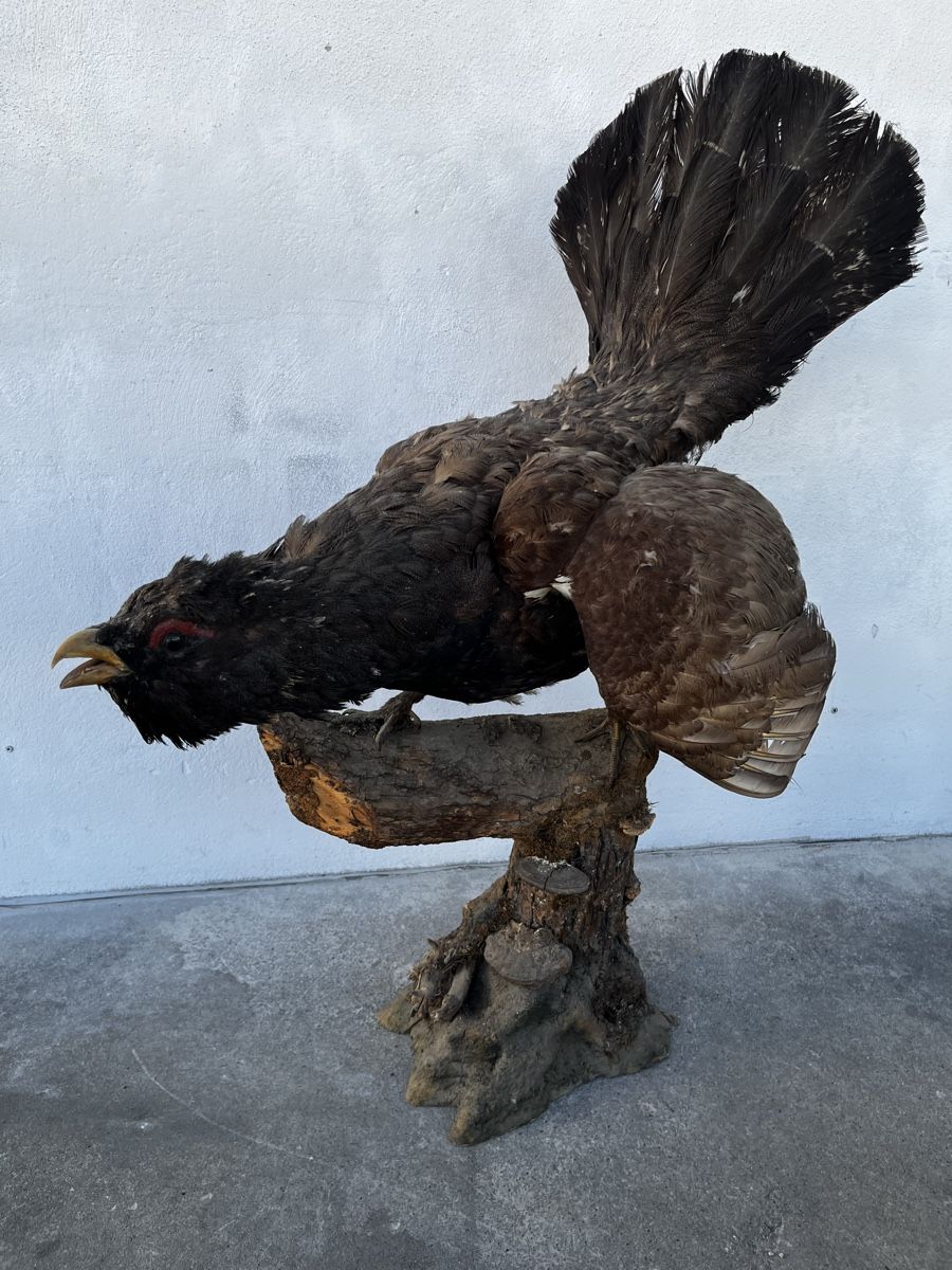 Il mondo degli animali: Ausgestopfter Auerhahn Vogel Präparat – Usato da Bern venduto da fotolog111 2
