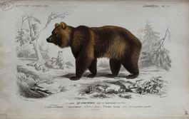 Orig. Stahlstich, koloriert, 1844 - Bär