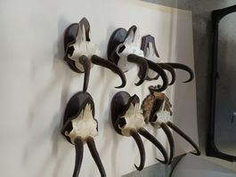 6x Gemsengeweihe