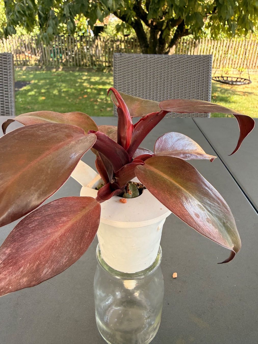 Piante & sementi: Philodendron Erubescens – Usato da Rafz venduto da jca_98p5
