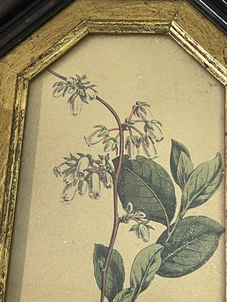 Posters & Illustrations: 3 Antike  Blumenbilder (2) – D'occasion à Glattfelden par brockischweiz 2