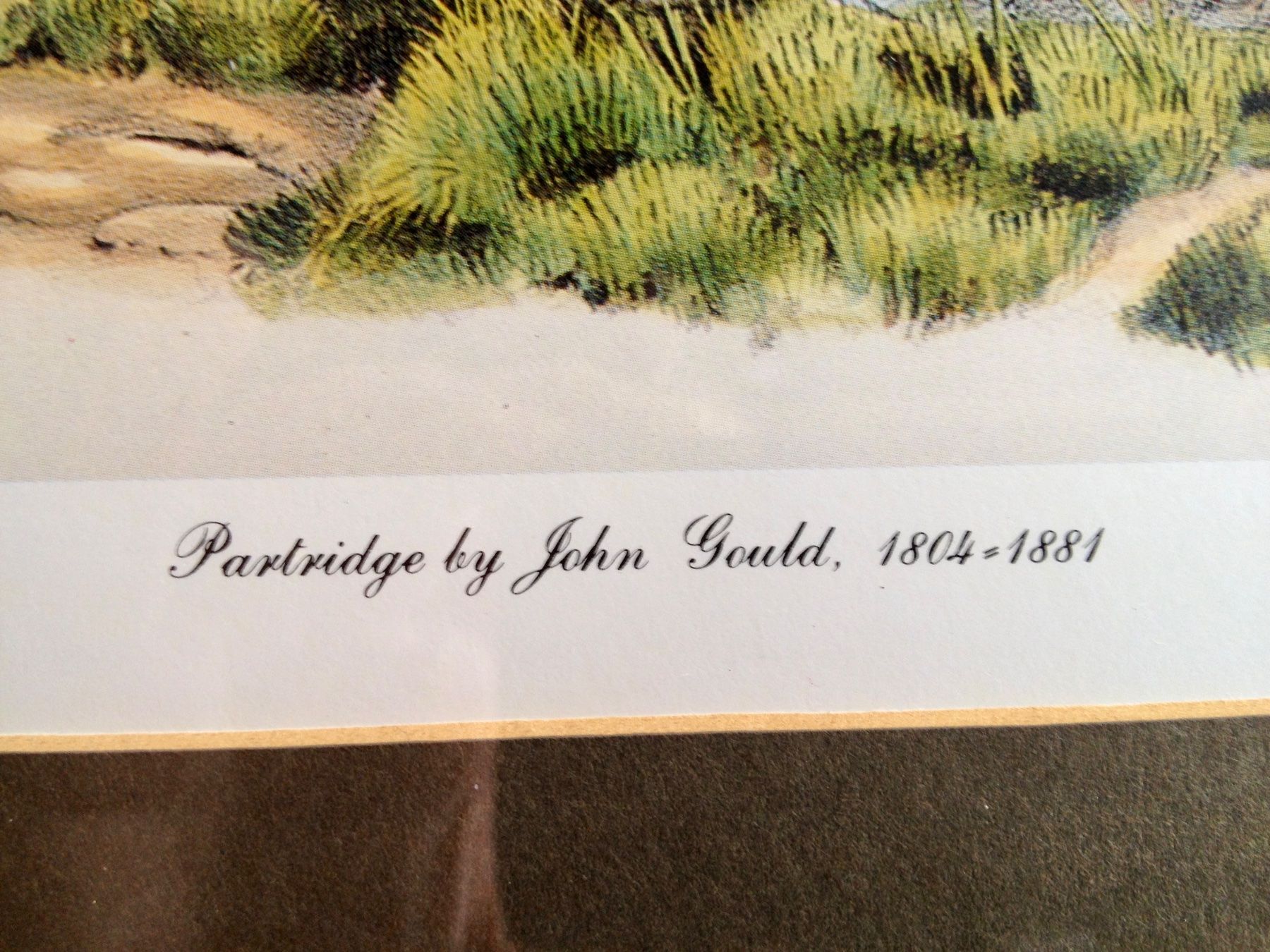 Foto & Immagini: Schönes Bild John Gould – Usato da Erlenbach ZH venduto da Ritschly 6