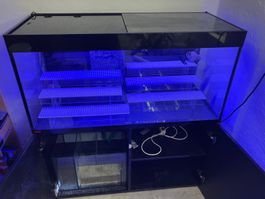 Meerwasser Aquarium ca. 450 L.