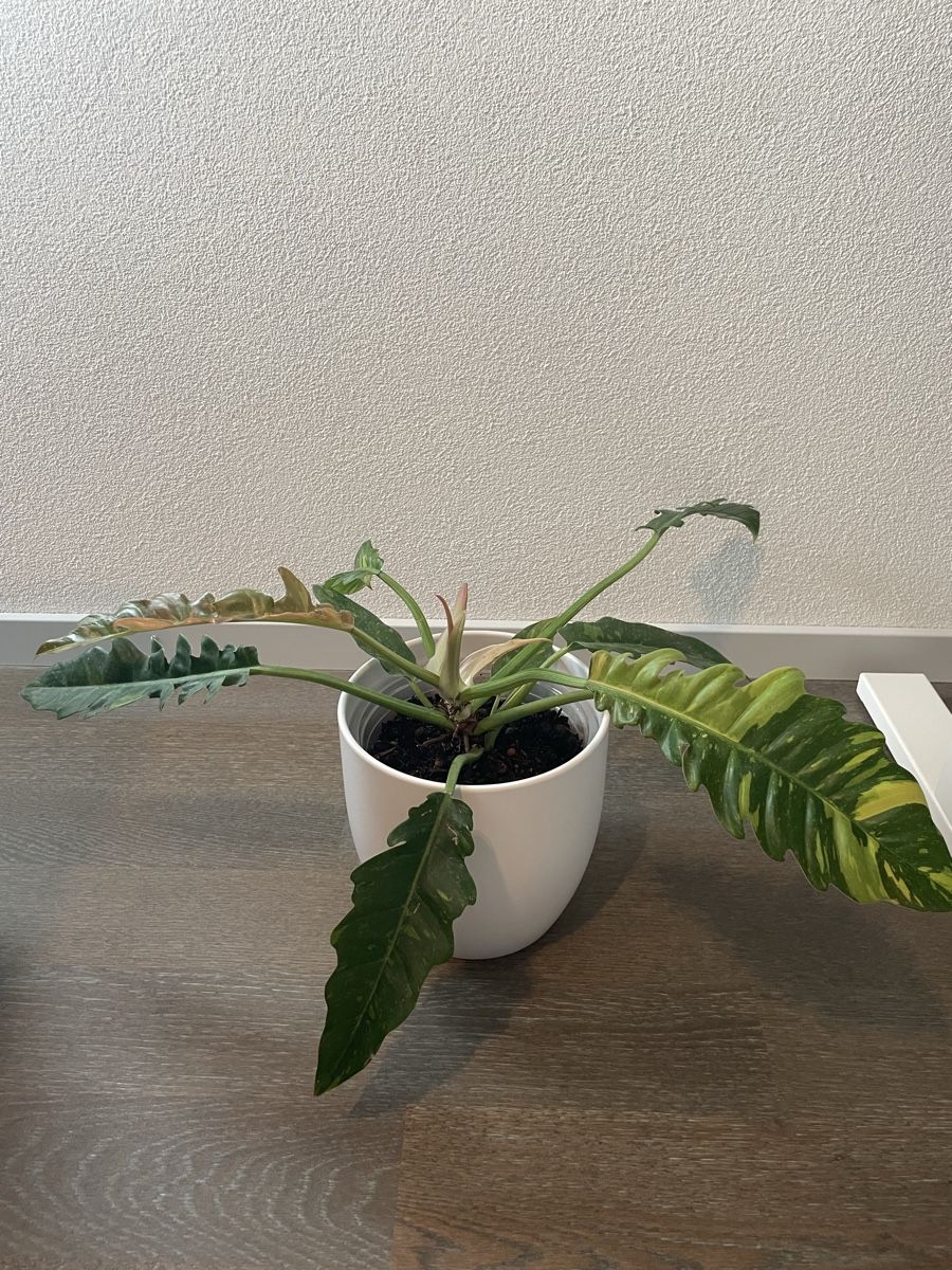 Piante & sementi: Philodendron ring of fire plant with pot – Usato da Uster venduto da momogarden