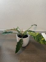 Philodendron ring of fire plant with pot