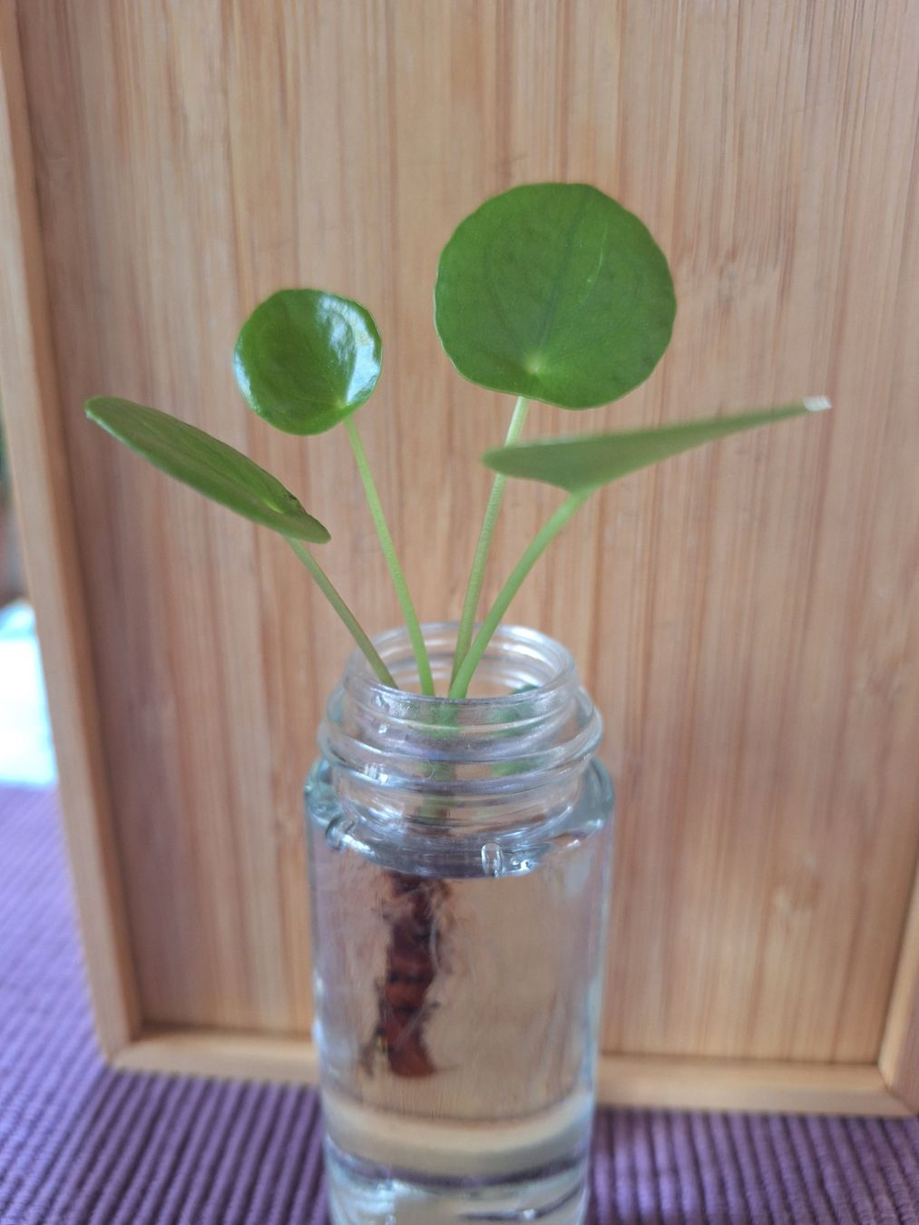 Pflanzen & Samen: Pilea Peperomioides, Ufopflanze – Gebraucht aus Zürich von riswa67 1
