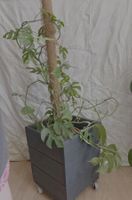 Grosse Monstera Minima (Rhaphidophora tetrasperma)