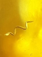 Rar Nematoden Inkluse Bernstein 10g klar sichtbar Sammeln