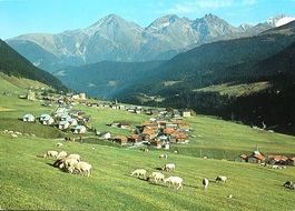 SEDRUN mit Piz Muraun - Herde Schafe