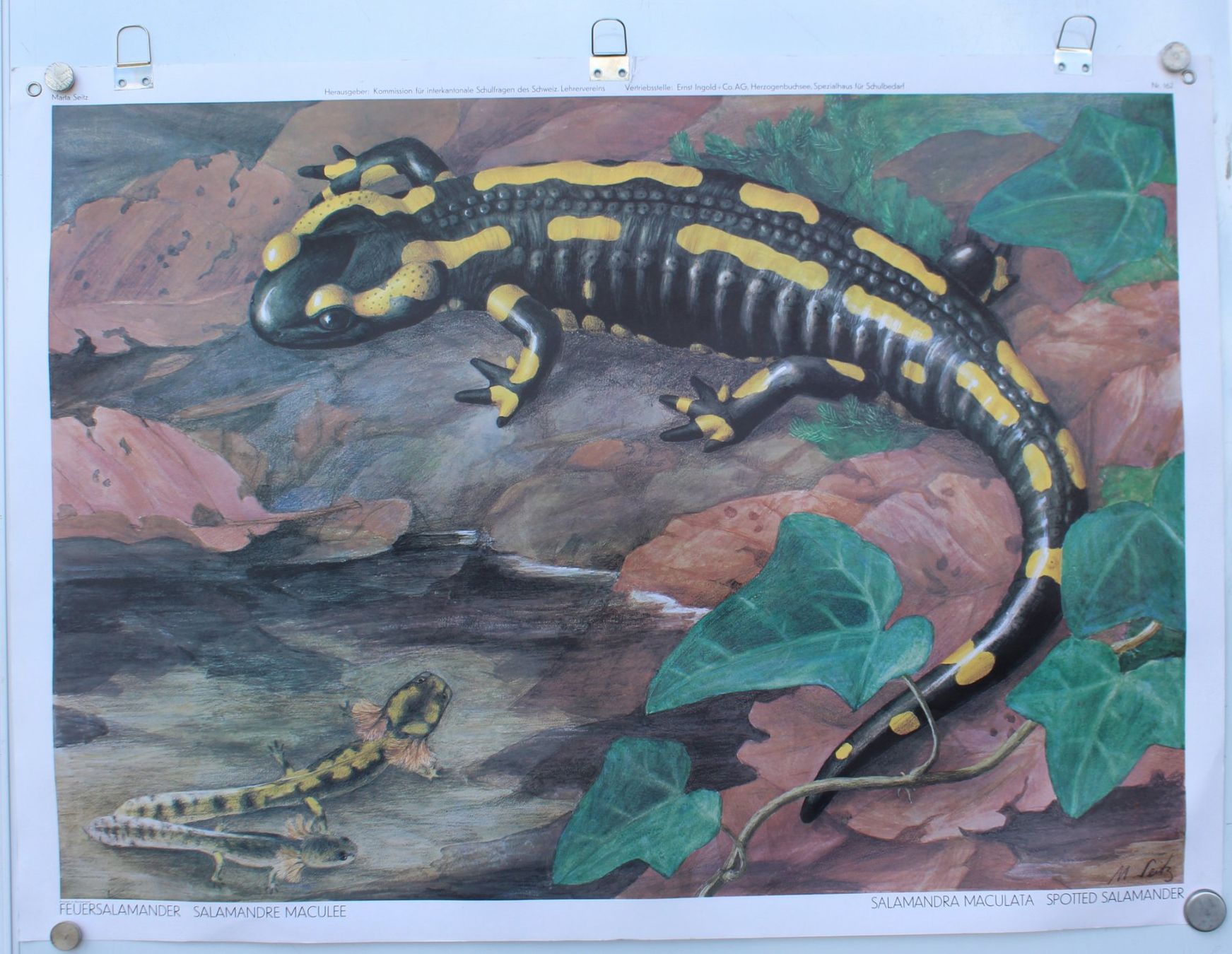 Foto & Immagini: Schulwandbild "Feuersalamander" Marta Seitz /  @marx – Usato da Härkingen venduto da sammelbecken 1