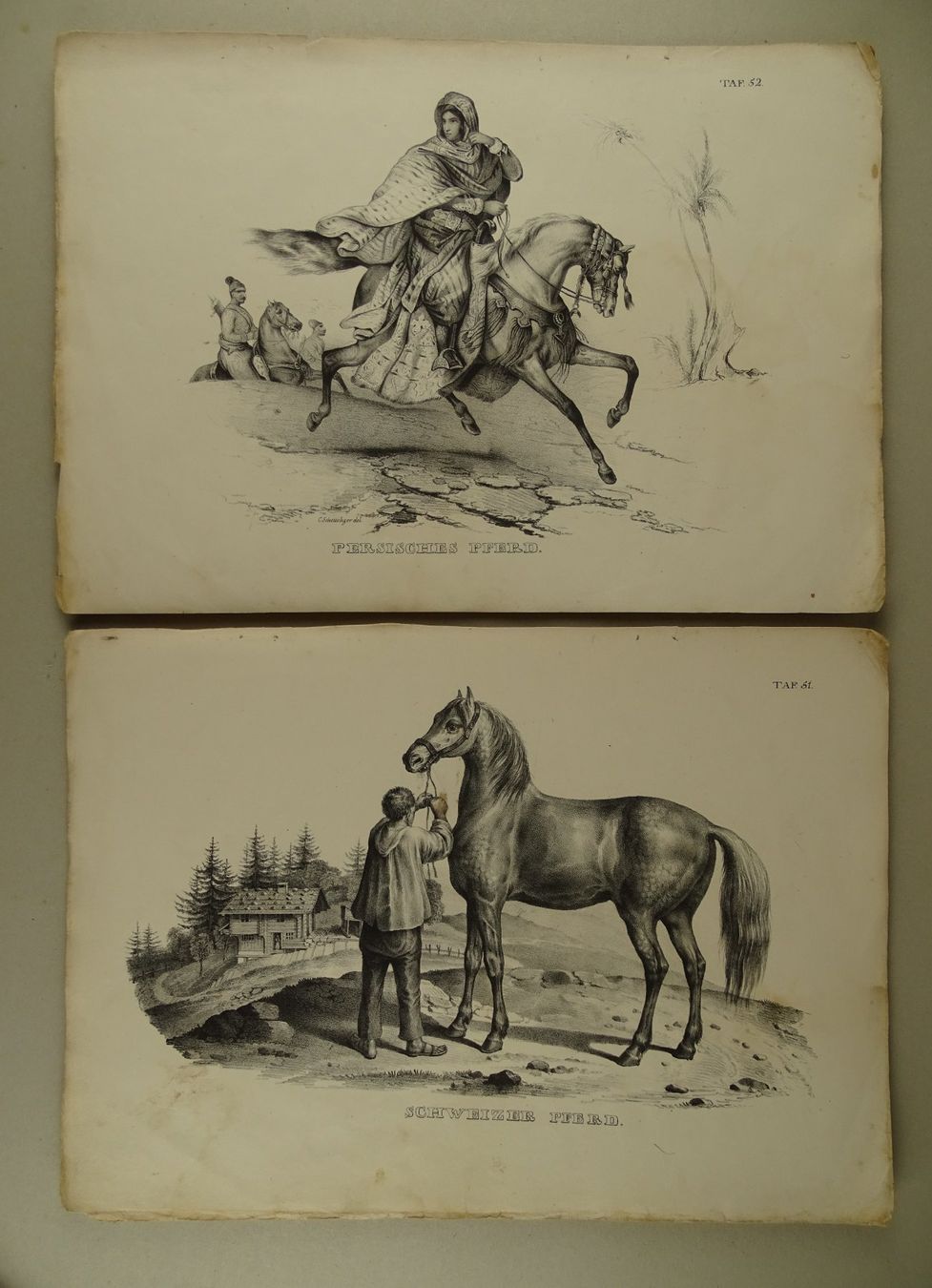 Incisioni: PFERDE, 12 LITHOGRAPHIEN 1840 – Usato da Grüningen venduto da Kartensammler 1