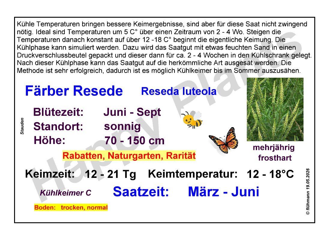 Piante & sementi: Färber-Resede - Reseda luteola - 500 Samen – Nuovo e nell'imballaggio originale da Sumiswald venduto da Cham14559 3