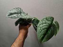 Scindapsus 'Exotica'