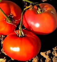 30 SAMEN GRAINES SEMI  "FLEISCHIGE" TOMATE‪‪‪‪‪