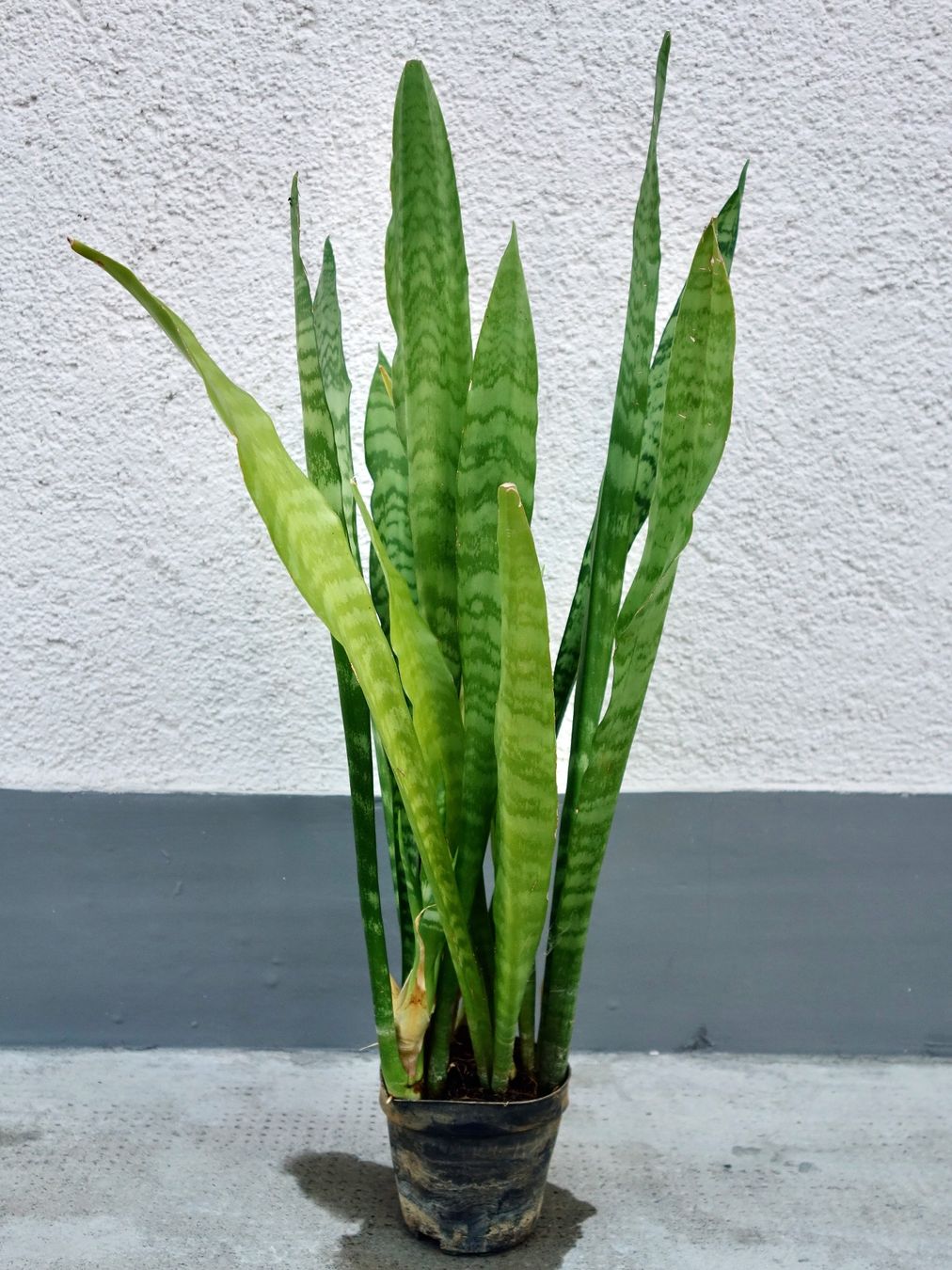 Pflanzen & Samen: Bogenhanf Sansevieria Trifasciata – Neu (gemäss Beschreibung) aus Kerzers von zimmergruen 2