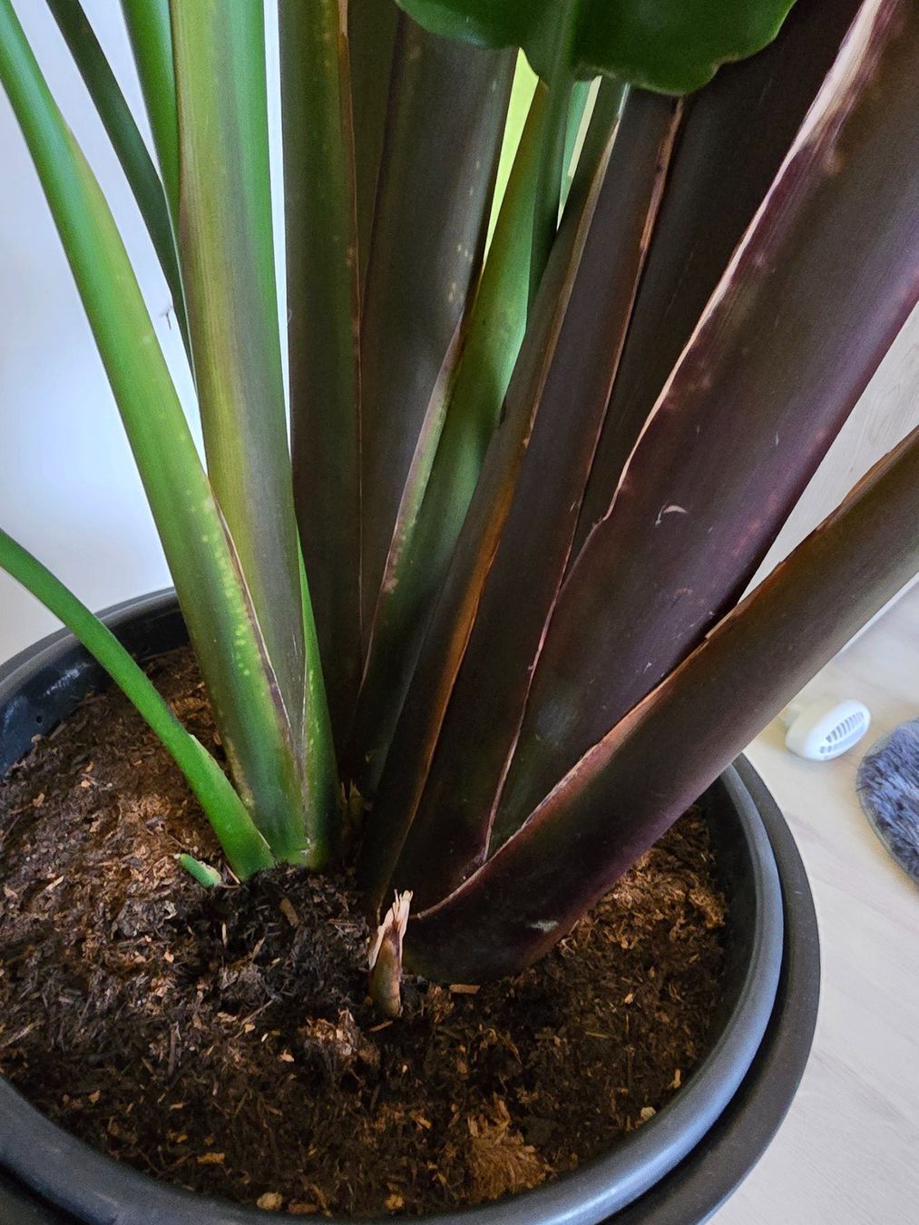 Piante & sementi: Strelitzia – Usato da Aarburg venduto da Glitzerschein 4