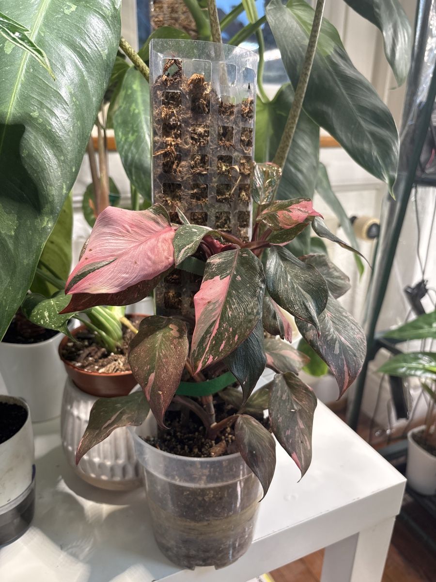 Philodendron Pink Princess (Neu (gemss Beschreibung)) in Basel fr CHF 15   mit Lieferung auf Ricardo kaufen
