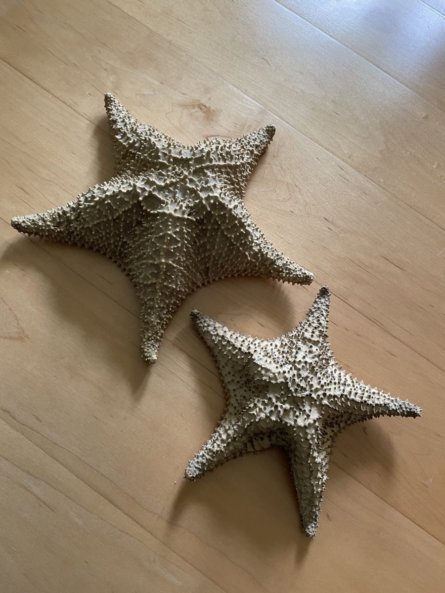 Tutte le decorazioni: 2 beautiful real starfish, maritime deco – Usato da Waedenswil venduto da Paps04
