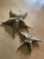 2 beautiful real starfish, maritime deco
