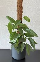 Epipremnum pinnatum Cebu Blue, 80cm, Rankstab