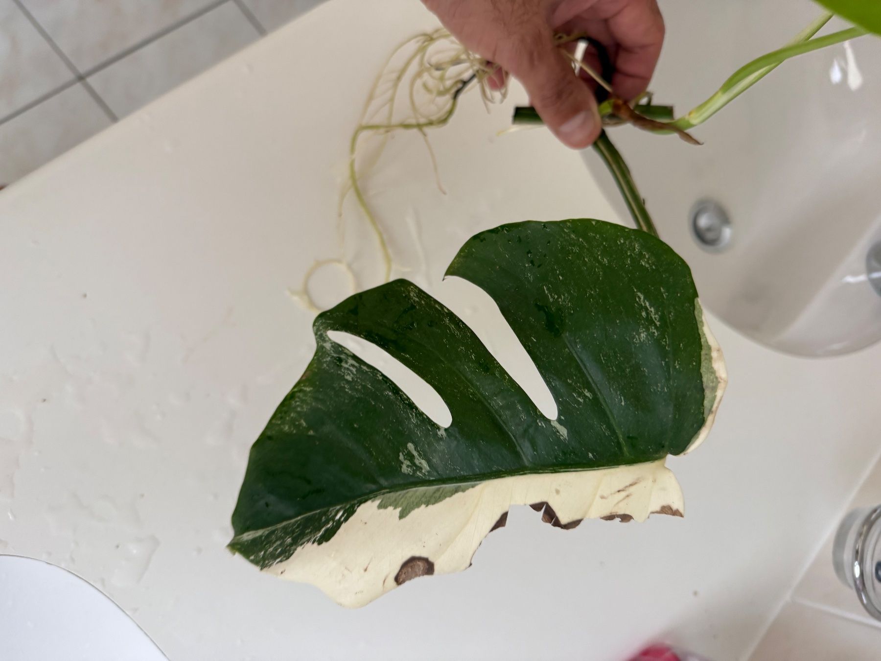Pflanzen & Samen: Steckling Monstera albo variegata, HALF MOON – Gebraucht aus Mendrisio von MonsteraLovers 1