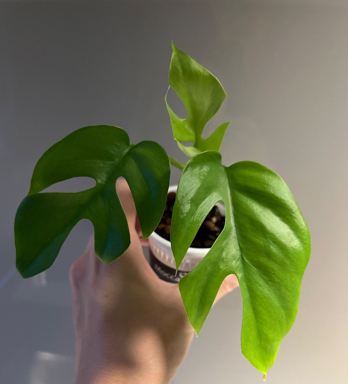 Piante & sementi: Monstera minima💚 – Usato da Glattpark(Opfikon) venduto da ste_n99y 3