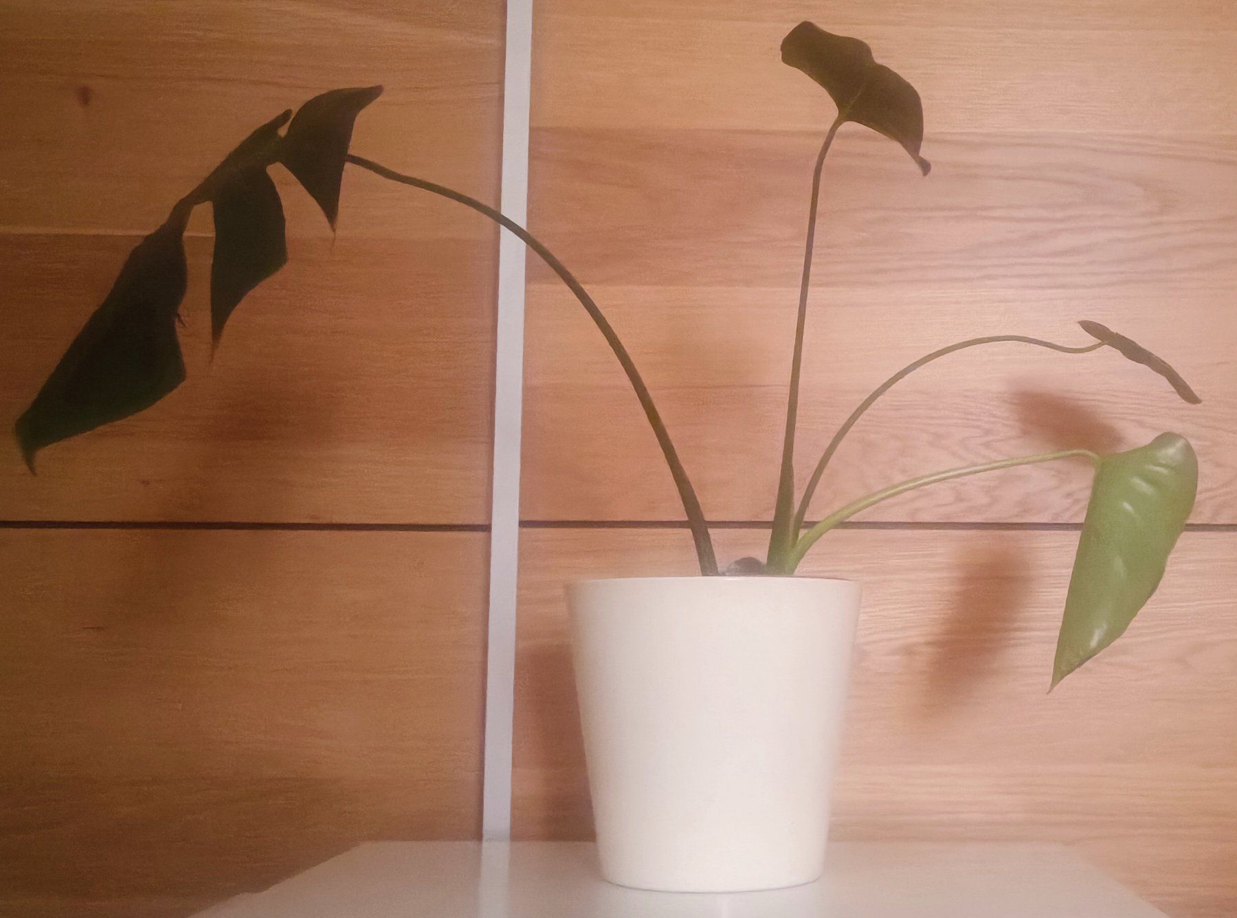 Piante & sementi: Monstera mit weißem Topf, ca. 45 cm hoch – Nuovo e nell'imballaggio originale da Bern venduto da sv-trade 4