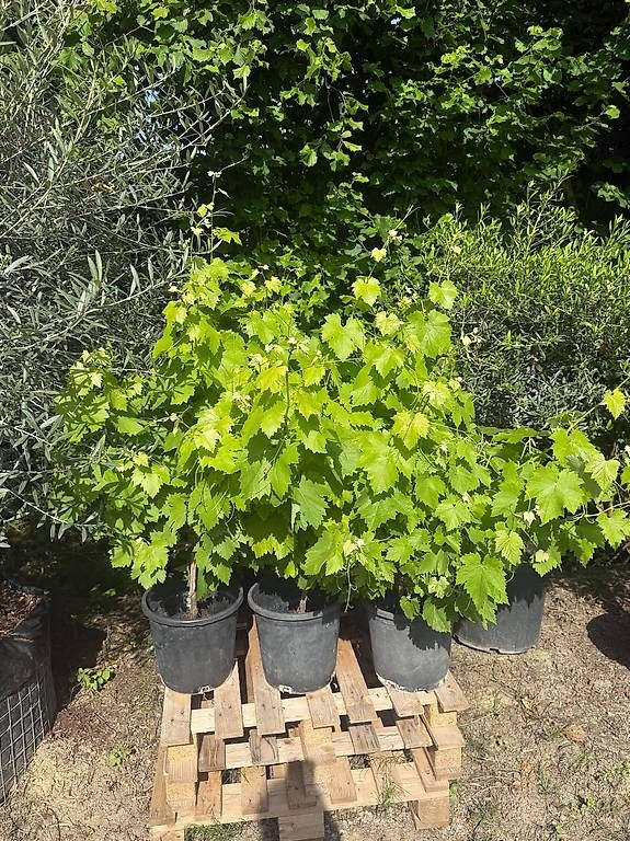 Piante & sementi: Weinreben – Nuovo e nell'imballaggio originale da Zuckenriet venduto da Thur_Plant 6