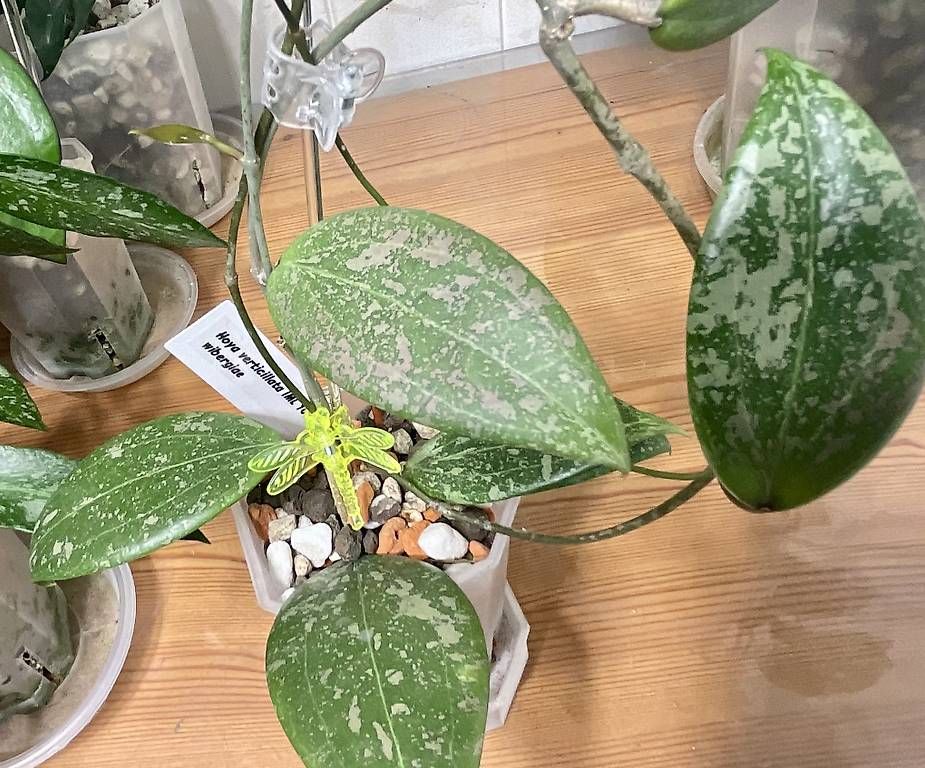Piante & sementi: Hoya verticilliata wilbergiae, IML 1618 – Usato da Schönholzerswilen venduto da Leavylounge 1