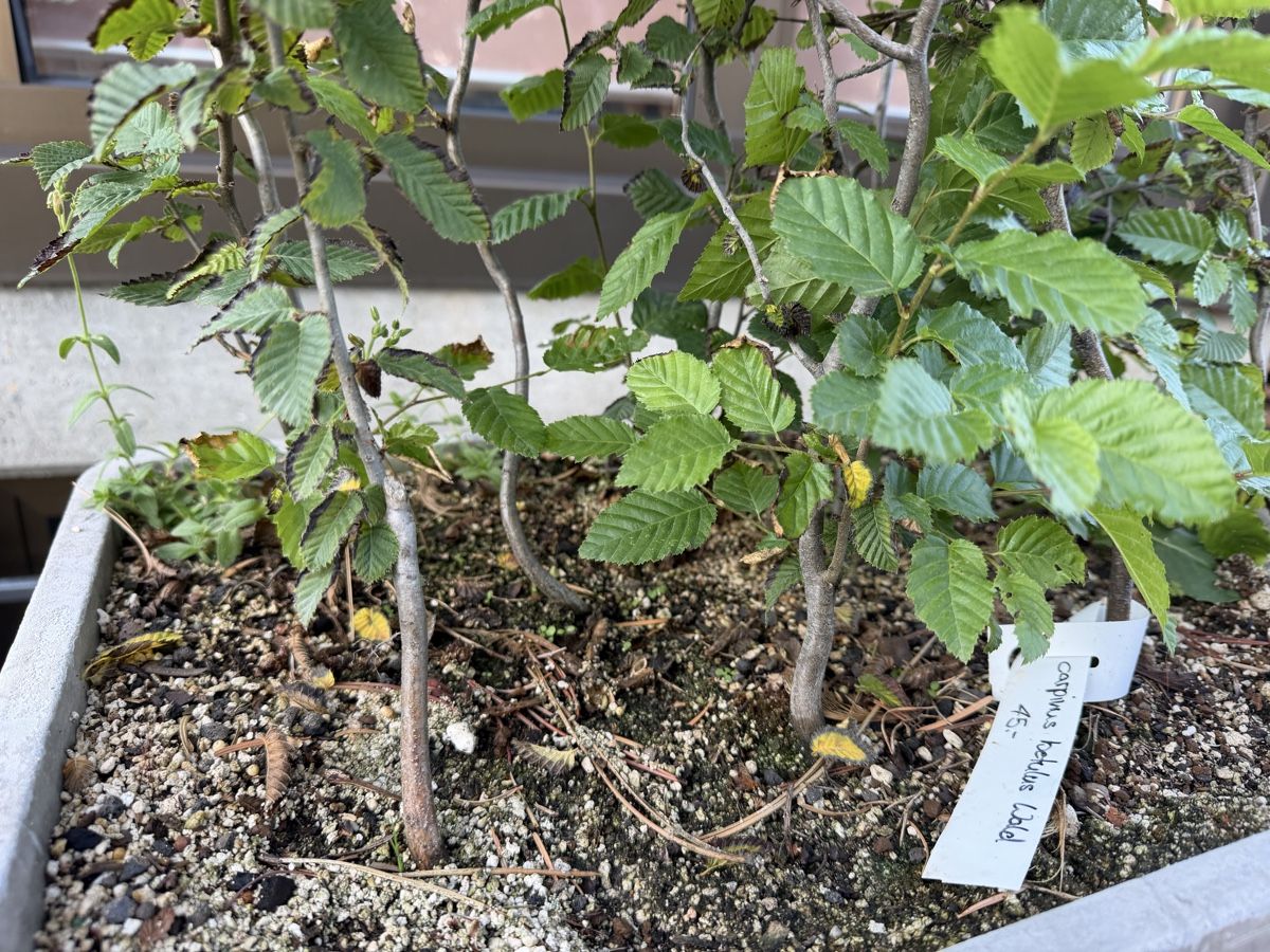 Pflanzen & Samen: Hainbuchen Pre-Bonsai Waldgruppe – Gebraucht aus Suhr von BonsaiGutzi 1