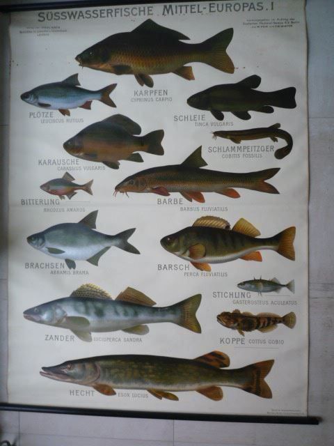 Poster & Bilder: Ancien tableau de présentation POISSONS – Gebraucht aus Cortaillod von Matteo18 4