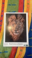 Löwen Puzzle - Photographer's Collection - Neuwertig