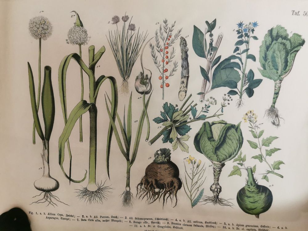 Poster mit alten Gartenkräutern | Kaufen auf Ricardo