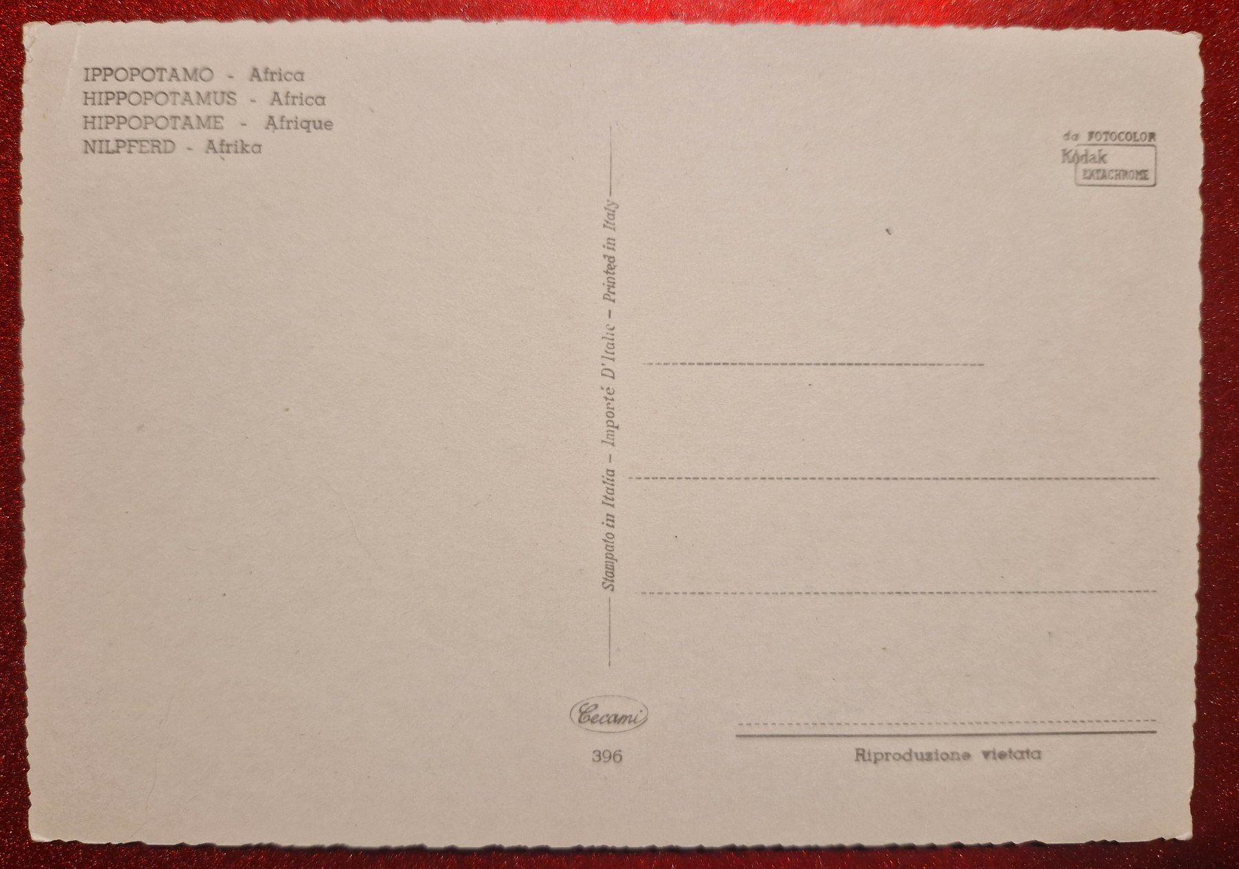 Cartoline postali: Nilpferd Flusspferd Hippo Afrika top! – Nuovo (secondo la descrizione) da Melchnau venduto da Arthurius 1